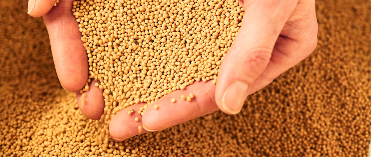 2025_LL37_Lustenauer Senf_2@Miro Kuzmanovic