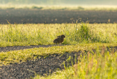 LL38_Natur_Hase@Lukas Hämmerle