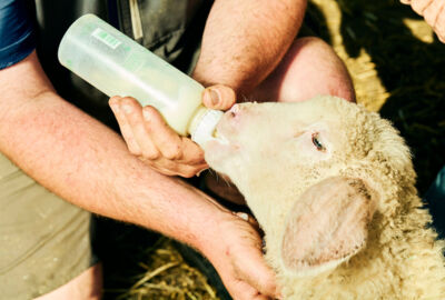 Nußis Hof_2023@Miro Kuzmanovic6 Nußis Hof_2023@Miro Kuzmanovic6