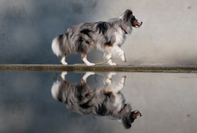 s'Futtereck_@Zauberpfoten Tierfotographie_Michaela Bily 6 s'Futtereck_@Zauberpfoten Tierfotographie_Michaela Bily 6