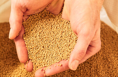 2025_LL37_Lustenauer Senf_2@Miro Kuzmanovic